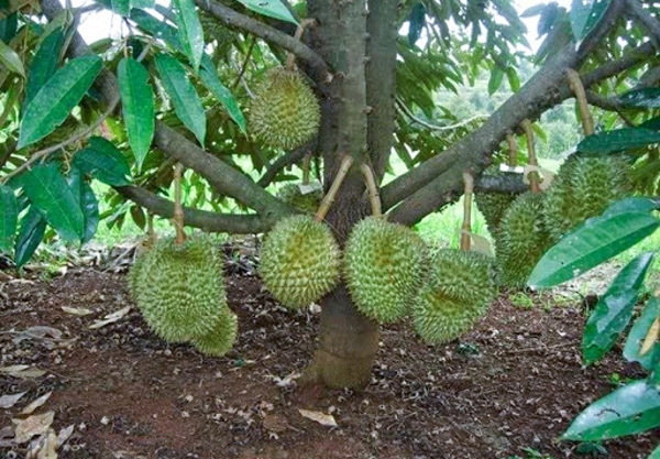 Kỹ thuật trồng và chăm sóc cây Sầu Riêng